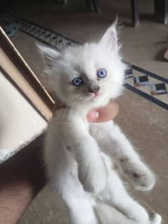 Persian kittens for sale