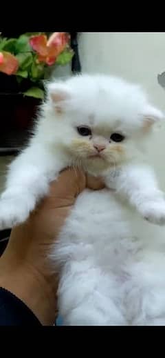 PURE HIGH QUALITY CUTE KITTENS FOR SALE (CASH ON DELIVERY)