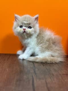 pure Peki punch face bicolor VARY CUTE kitten. CASH ON DELIVERY
