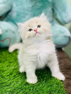 smokey HIGH QUALITY PERSIAN KITTENS GIFT QUALITY (COD)