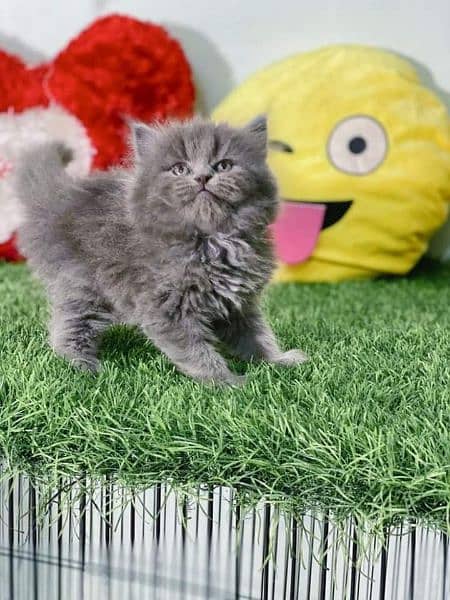 smokey HIGH QUALITY PERSIAN KITTENS GIFT QUALITY (COD) 1