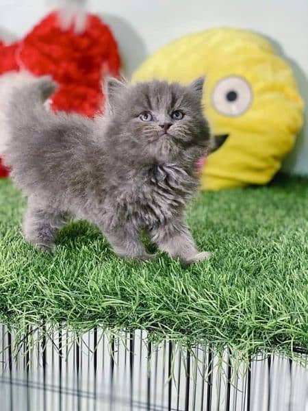 smokey HIGH QUALITY PERSIAN KITTENS GIFT QUALITY (COD) 2