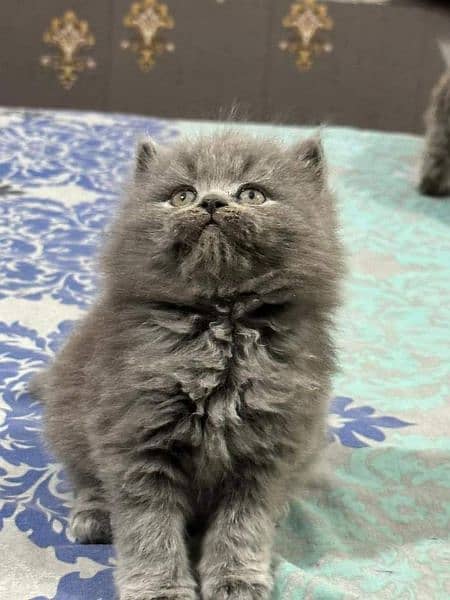 smokey HIGH QUALITY PERSIAN KITTENS GIFT QUALITY (COD) 6