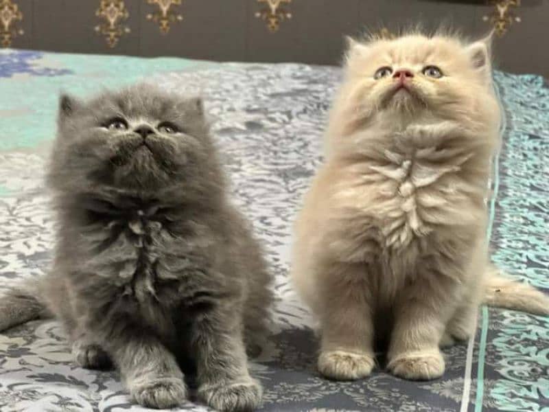 smokey HIGH QUALITY PERSIAN KITTENS GIFT QUALITY (COD) 7