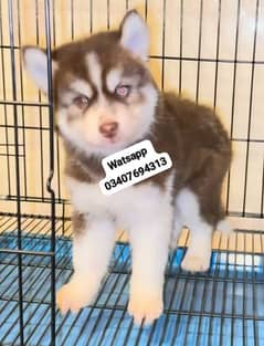 Siberian Husky puppies for sale hai