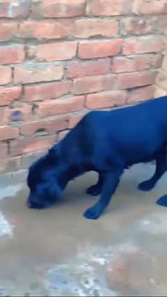 extreme high quality Labrador female for sale