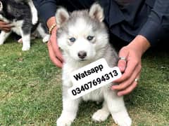 Siberian Husky puppies for sale