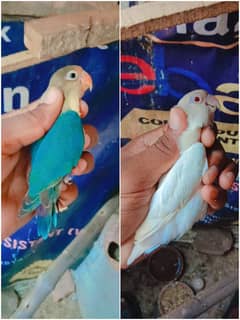 Love birds albino red eyes parblue split ino