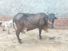 Sahiwal Cow And vachi for sale
