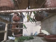 20+ budgries parrots