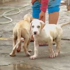 Pure Bully dog pair