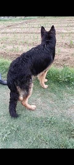 long coat male microchip pedigree