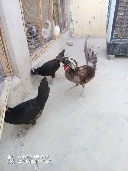 heavy buff blue black white and golden chick silky age 1 day to 14 7