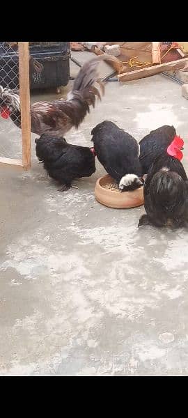 heavy buff blue black white and golden chick silky age 1 day to 14 8