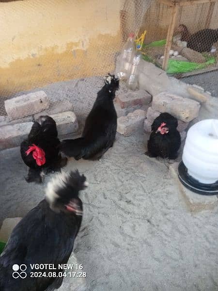 heavy buff blue black white and golden chick silky age 1 day to 14 9