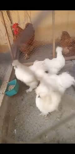 heavy buff blue black white and golden chick silky age 1 day to 14