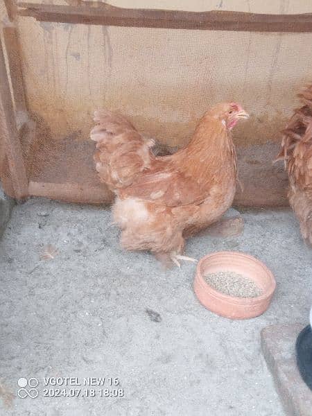 heavy buff blue black white and golden chick silky age 1 day to 14 10