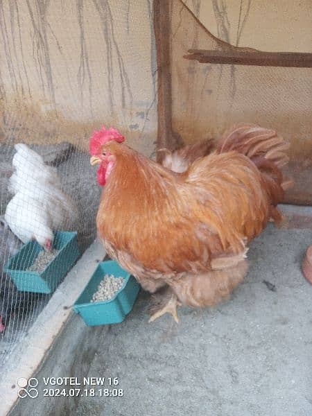 heavy buff blue black white and golden chick silky age 1 day to 14 11