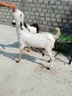Bakray / goats