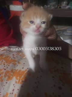paid adoption Persian female age 4 months