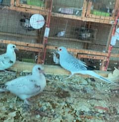 Dove Breeder pair with chick