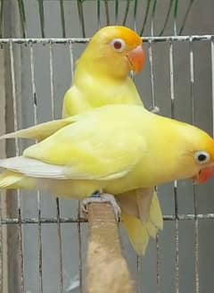 love birds pair