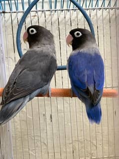 lovebird breader pair