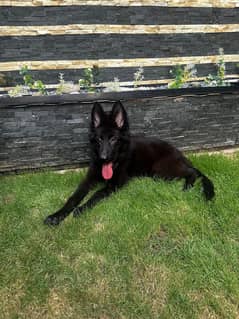 German shepherd long coat Pedigree black female