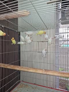 albino cermino lovebirds