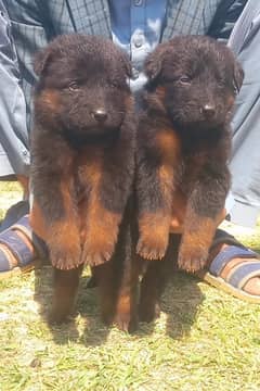 German Shepherd double coat pair / German Shepherd puppies