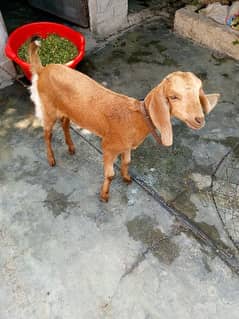 goat brown color healthy contact 03084950233