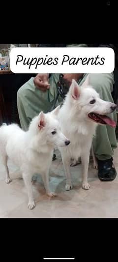 Russian splitz dogs pair available for sale