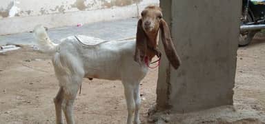 patera Bakra best for 2025 qurbani