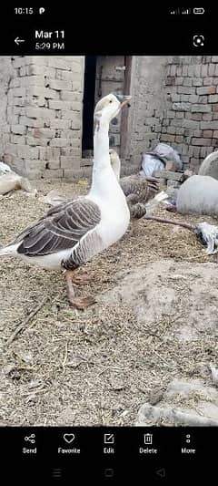 long neck Duck &Hen Dasi Male