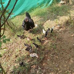 aseel murgi with 15 chick  for sale