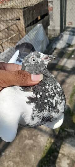 pigeons jory waLa ? 03224690184