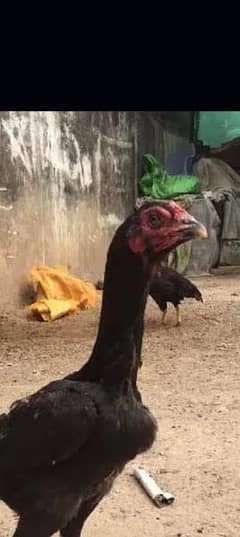 burmi aseel hen for sale