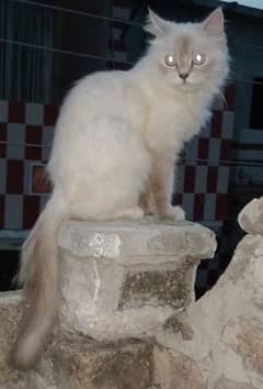 kitty Russian blue eyes