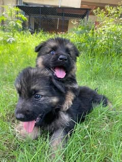 German Shepard puppies