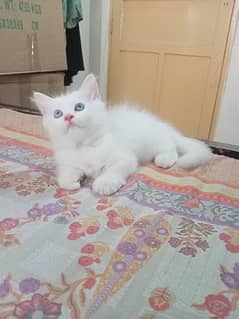 Male Persian Kitten