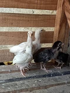 Hera Aseel | Aseel hens | hens for sale