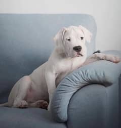 Dogo Argentino male puppy