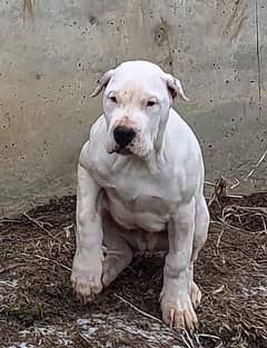 Dogo Argentino male puppy