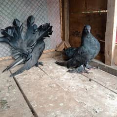 American breeder pair for sale , location Faisalabad