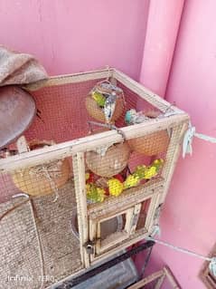 Australian parrots