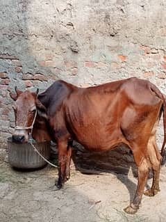 Sahiwal Cow with wachi dood 4 kilo total