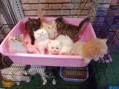 Persian cats / kittens / cat / cat baby / cat for sale