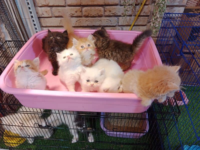 Persian kittens / cute kittens /cat / cat baby / cat for sale 12