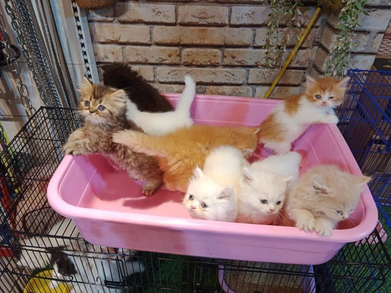 Persian kittens / cute kittens /cat / cat baby / cat for sale 13