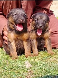 German shepherd puppies for sale